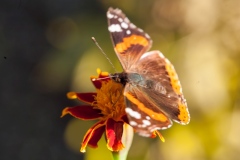 Makro Schmetterling